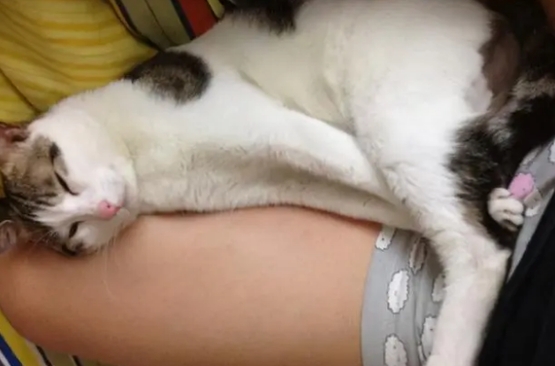 别买猫窝了，猫咪最喜欢睡觉的地点，是这7个地方