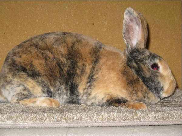 雷克斯兔能活几年？大家来看看吧