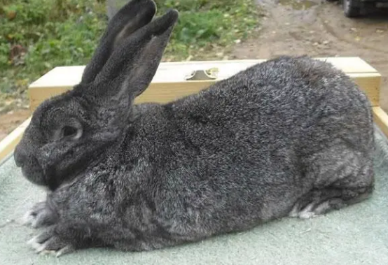 想知道巨型花明兔多少钱一只?本文有答案 想知道巨型花明兔多少钱一只?本文有答案