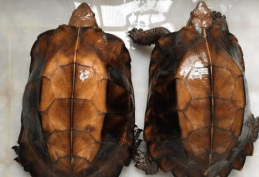 这么蠢萌又“平价”的锯缘龟，还拿不下你？