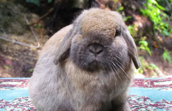 宠主揭秘：荷兰兔咬人吗？