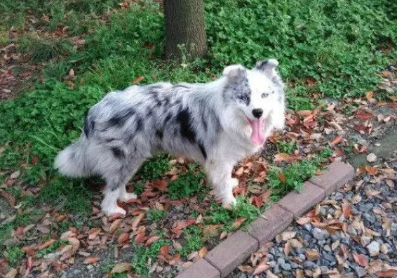 最靓、最稀有的蓝陨石边牧，来看看吧！