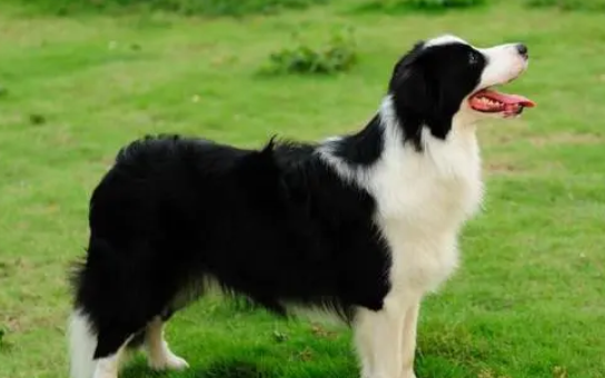 过来人告诉你,纯种狗和串串狗之间的区别 过来人告诉你,纯种狗和串串狗之间的区别