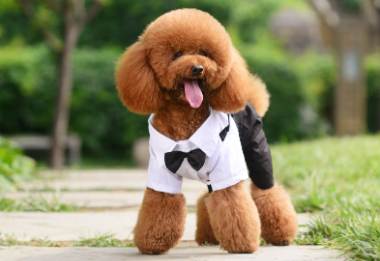 泰迪犬要怎么训练？新手铲屎官必看！