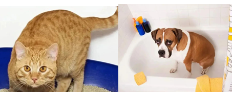 宠物主要异味来源有哪些呢？一起来了解一下吧