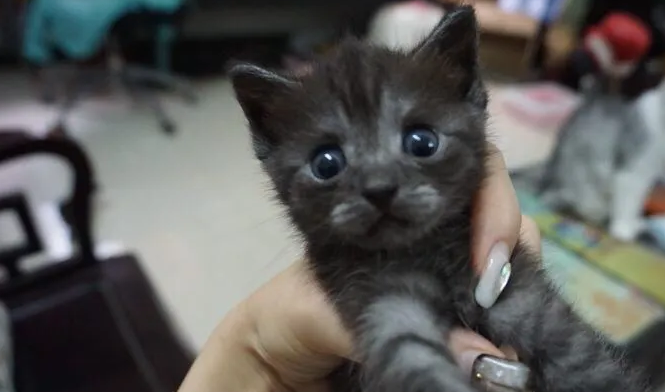 英短和美短可以配种吗？配种之后是什么