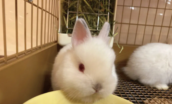 喜马拉雅和暹罗兔区别有哪些？来这看看吧！