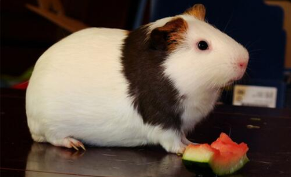 人用的沐浴露可以给荷兰鼠洗澡吗？