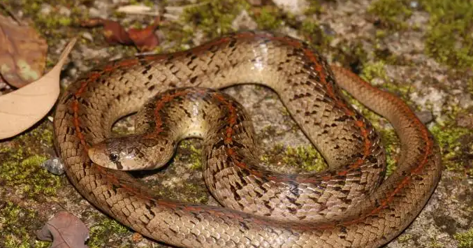 无毒的台湾小头蛇，饲养并不容易！