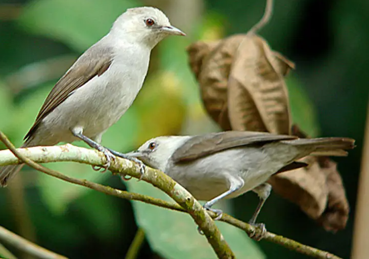 芙蓉鸟和绣眼鸟哪个好？本文有解！