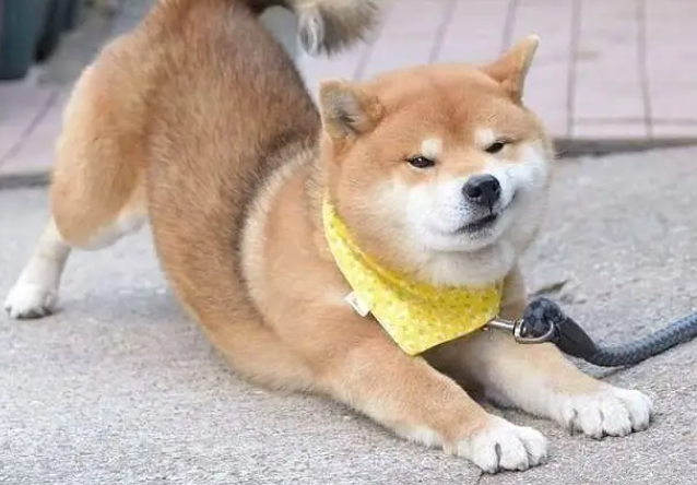 柴犬淘气吗？一文告诉你