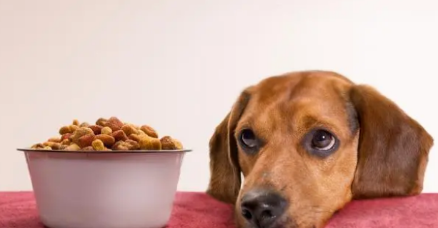 为什么狗狗会吐狗粮？可能是这5个原因