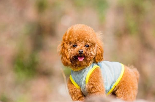 老是烦恼泰迪掉毛？解决方法都在这里啦！