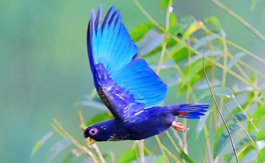 青铜翅鹦鹉怎么分辨雌雄？方法如下！