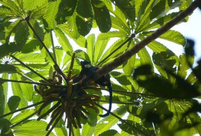 黑柽柳猴居然可以保护森林，这背后到底藏着什么秘密？