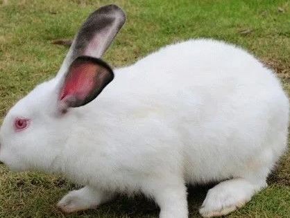 伊拉兔和加利福尼亚兔的区别，来看看吧