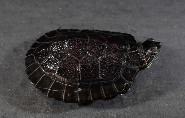 黑颈乌龟是国家几级保护动物？不了解的人速戳！