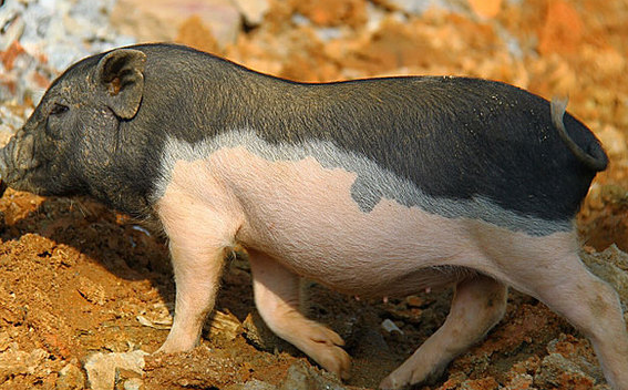 海南五脚猪价格大揭秘，快来看看吧~