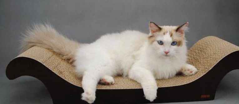 猫窝，才是铲屎官养猫路上的智商税