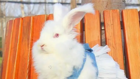 法国安哥拉兔多少钱一只？看完你就知道了