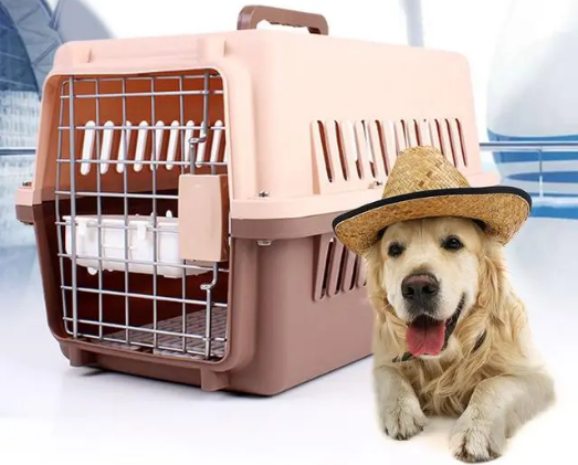 狗狗空运需要什么手续，还不赶紧来了解一下