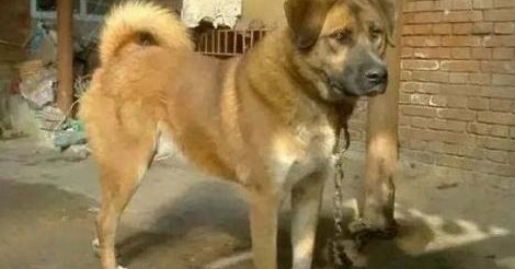 为什么新婚不能养狗？原来是这样...