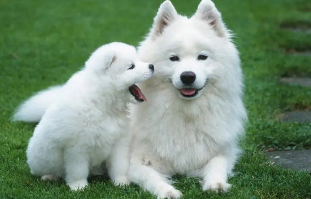 ”微笑天使“萨摩耶，会不会拆家呢？