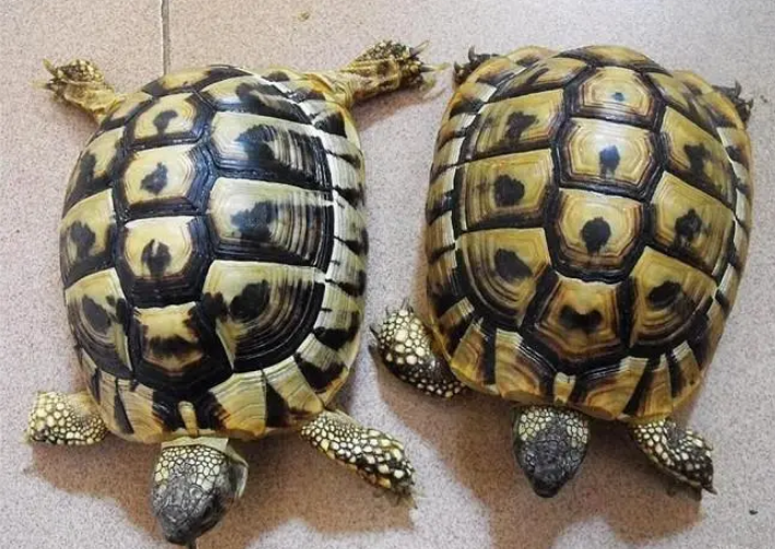 没设备可以养赫曼龟吗？本文来解答一下