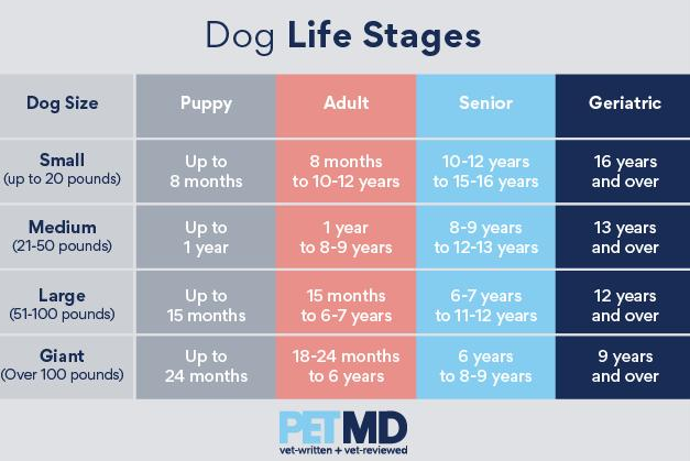 狗狗老了之后,一定要吃老年狗粮吗? 狗狗老了之后,一定要吃老年狗粮吗?
