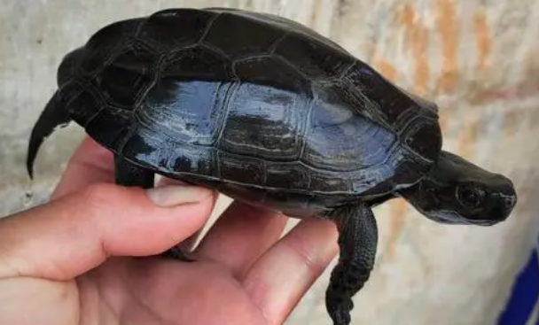 你们说，墨龟吃什么食物好？