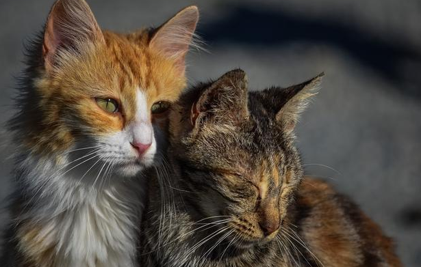 猫鼻支的危害有多大,及时预防用盖夫猫胺膏 猫鼻支的危害有多大,及时预防用盖夫猫胺膏