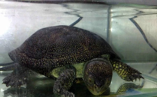 都说乌龟通人性，那么流星泽龟认主人吗？快进来看看吧