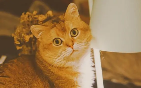 金渐层猫的缺点，看看你家的有没有中招