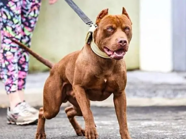 比特犬对主人忠诚与否？这里看看吧