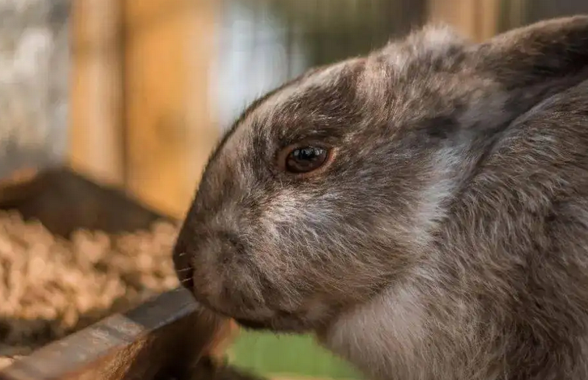 新手小白看过来，塞北兔哪里可以买到