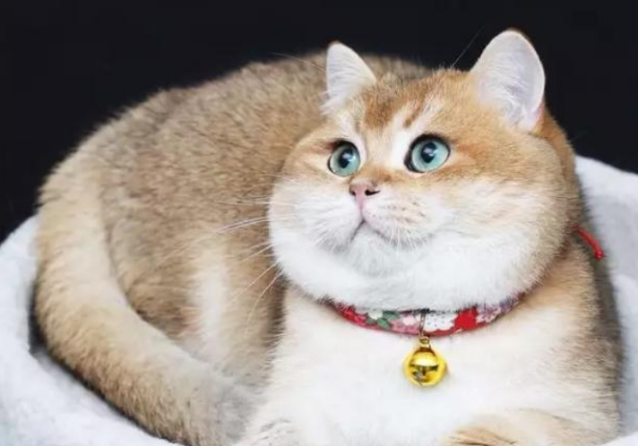 金渐层的品相，应该这么看！