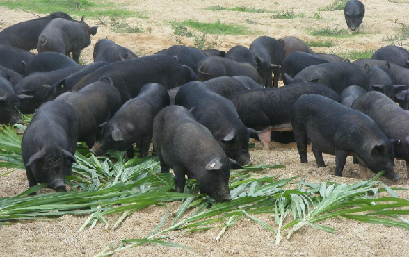 土猪和普通猪的区别，一般人我不告诉他