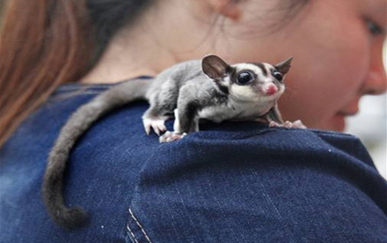 蜜袋鼯什么时候发情，发情时有什么现象呢？