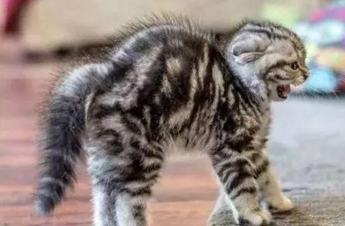 猫咪生气了有哪些表现？铲屎官们可不要激怒它~
