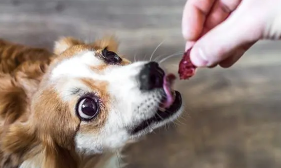用零食科学训犬，3个零食训犬要点必须记住