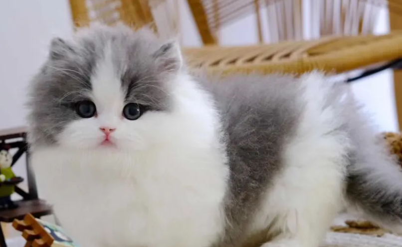 一起来看看拿破仑猫属于什么品种吧