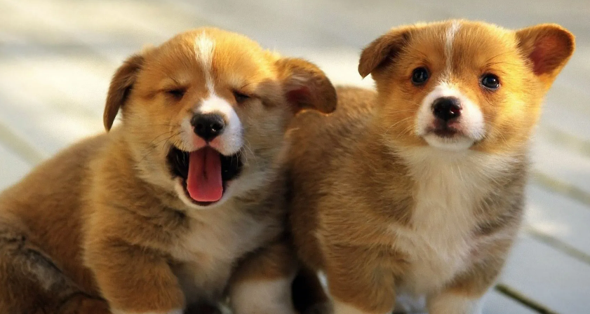 不知道狗不接受新来的狗的表现？看这里~