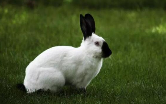 喜马拉雅兔会怕冷吗？这篇文章告诉你