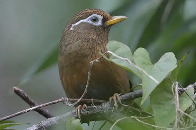 画眉鸟换毛期间管理和饲养，主要一定要知道