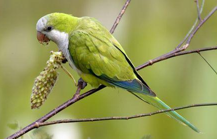 和尚鹦鹉公的好还是母的好？答案令人意外！