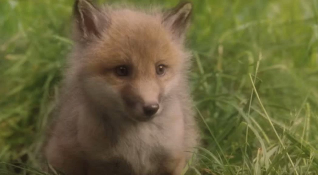 子狐物语(2006)的剧照 子狐物语(2006)的剧照