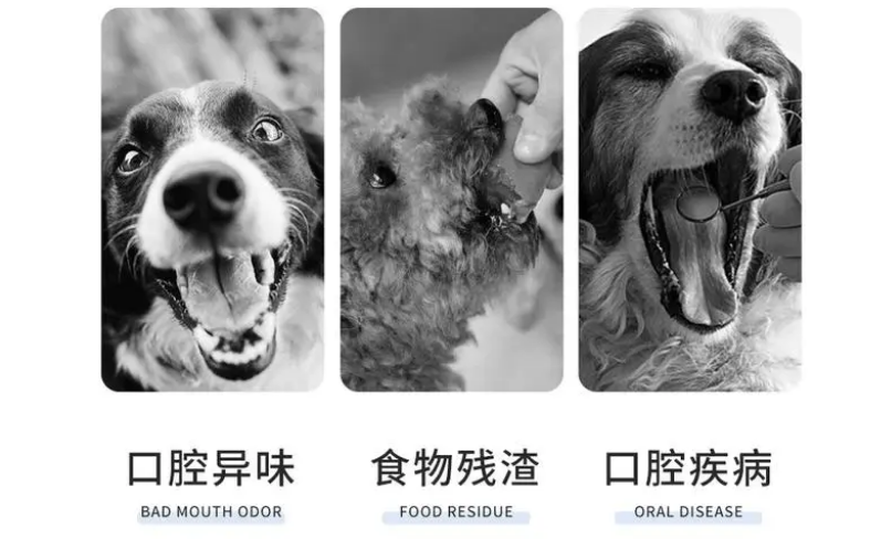 雪貂留香的口腔清新剂还宠物清新口气