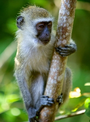 科普向丨带你走进马尔布鲁克绿猴的世界