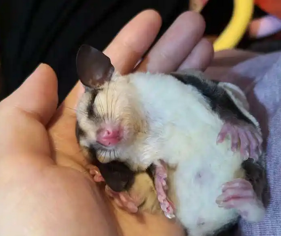 养澳洲蜜袋鼯需要准备哪些，你真的知道吗？