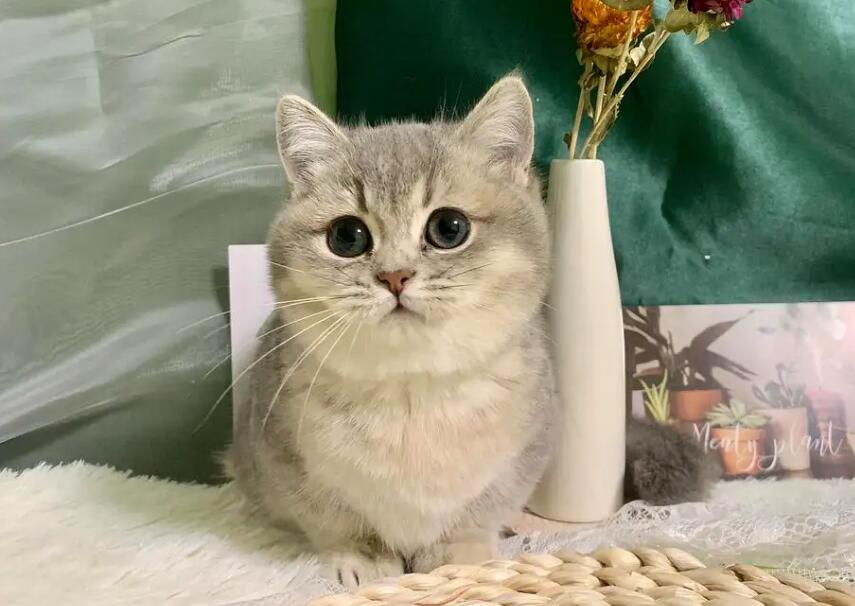 金渐层为什么稀有,是有什么原因吗? 金渐层为什么稀有,是有什么原因吗?